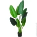 Engard   Banana Tree, 120  (TW-24)