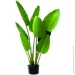 Engard   Banana Tree, 120  (TW-24)