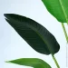 Engard   Banana Tree, 120  (TW-24)