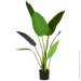 Engard   Banana Tree, 120  (TW-24)