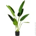 Engard   Banana Tree, 120  (TW-24)