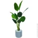Engard   Banana Tree 155    (TW-0989-1)