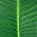 Engard   Banana Tree 155    (TW-0989-1)