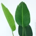 Engard   Banana Tree 155    (TW-0989-1)
