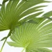 Engard   Cycas Palm 150    (DW-2378-2)