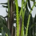 Engard   Cycas Palm 150    (DW-2378-2)