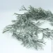     Engard , 100  (TW44)
