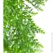     Engard , 79  (TW-33)