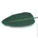     Engard Banana Tree, 63  (TW51)
