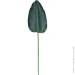     Engard Banana Tree, 63  (TW51)