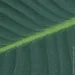     Engard Banana Tree, 63  (TW51)