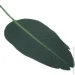     Engard Banana Tree, 92  (TW52)