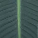     Engard Banana Tree, 92  (TW52)