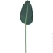     Engard Banana Tree, 92  (TW52)