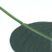     Engard Banana Tree, 92  (TW52)