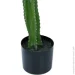  Engard Cactus, 155  (TW-40)