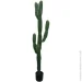   Engard Cactus, 155  (TW-40)
