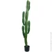   Engard Cactus, 155  (TW-40)