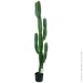   Engard Cactus, 155  (TW-40)