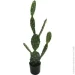   Engard Cactus, 75  (TW-41)