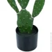   Engard Cactus, 75  (TW-41)