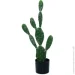   Engard Cactus, 75  (TW-41)