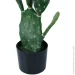   Engard Cactus, 95  (TW-42)