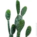   Engard Cactus, 95  (TW-42)