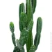      Engard Cactus   (TW-40414268-1)