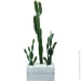      Engard Cactus   (TW-40414268-1)