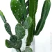      Engard Cactus   (TW-40414268-1)