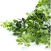     Engard "Eucalyptus", 65  (AV-03)