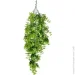     Engard "Eucalyptus", 65  (AV-03)