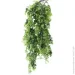     Engard "Eucalyptus", 65  (AV-03)
