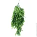     Engard "Eucalyptus", 65  (AV-03)