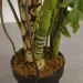   Engard Lacy Tree, 150  (DW-29)