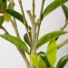   Engard Magnolia, 150  (DW-18)