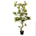   Engard Magnolia, 150  (DW-19)