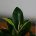   Engard Magnolia, 40  (DW-16)