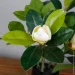   Engard Magnolia, 40  (DW-16)