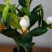   Engard Magnolia, 40  (DW-16)