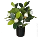   Engard Magnolia, 40  (DW-16)