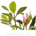   Engard Magnolia, 70  (DW-17)