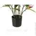   Engard Magnolia, 70  (DW-17)