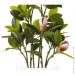   Engard Magnolia, 70  (DW-17)