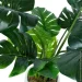   Engard Monstera, 110  (TW-04)