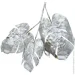     Engard Monstera, , 65  (TW-21)