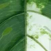     Engard Monstera Albo, 78  (TW-55)
