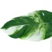     Engard Monstera Albo, 78  (TW-55)