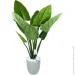   Engard Philodendron, 120    (TW-3983-1)